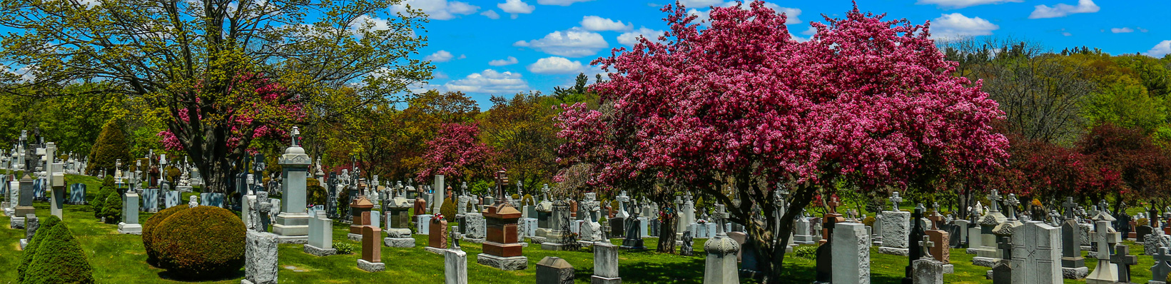 Catholic Cemeteries Logo